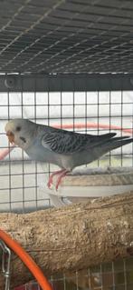 Dunfallow pop grasparkiet, Dieren en Toebehoren, Vogels | Parkieten en Papegaaien, Vrouwelijk, Parkiet