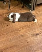 Minilop Ram, Mannelijk, Dwerg, Hangoor, 0 tot 2 jaar