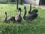 3 zwarte zwanen, Meerdere dieren, Gans of Zwaan