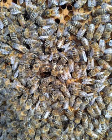 Bijenvolken te koop