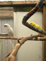 Te koop 2 jonge Halsbandparkieten, Dieren en Toebehoren, Mannelijk, Parkiet, Geringd