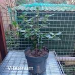 Viburnum tinus, Tuin en Terras, Ophalen, Overige soorten, Struik, Minder dan 100 cm