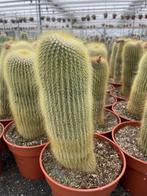 Cactus Notocactus Leninghausii (Parodia leninghausii ), Ophalen of Verzenden, Minder dan 100 cm, Bloeiende kamerplant, Volle zon