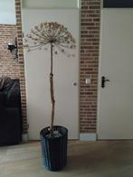 Mooi gevormde en gedroogde berenklauw berenklauw., Ophalen of Verzenden