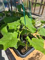 KOMKOMMER AUBERGINE Tomaat Biber Aci Tatli Kılıç  Cinbiber, Tuin en Terras, Planten | Tuinplanten, Volle zon, Groenteplanten, Eenjarig