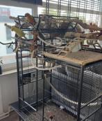 Keddoc Papegaaienkooi Colorado, Ophalen of Verzenden, Zo goed als nieuw, Metaal, Vogelkooi