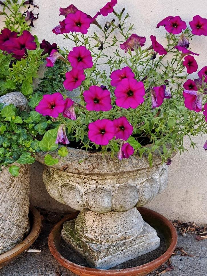 Brocante grote beton betonnen tuinvaas bloempot, Tuin en Terras, Tuinvazen, Gebruikt, Ophalen