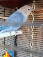 Love bird/agapornis, Dieren en Toebehoren, Mannelijk, Dwergpapegaai of Agapornis