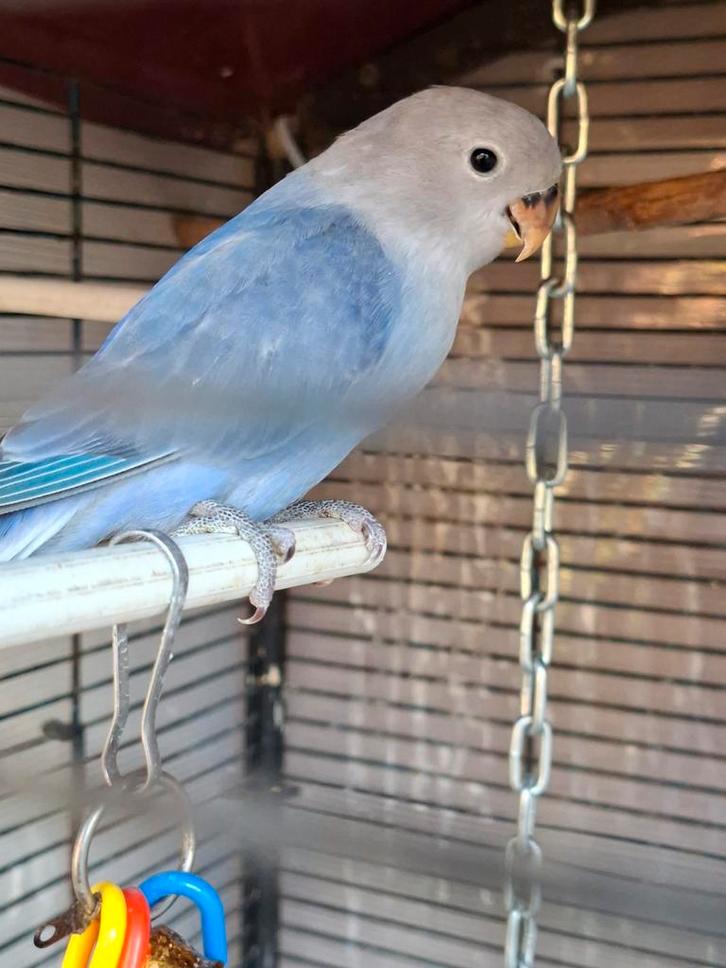 Love bird/agapornis, Dieren en Toebehoren, Vogels | Parkieten en Papegaaien, Dwergpapegaai of Agapornis, Mannelijk