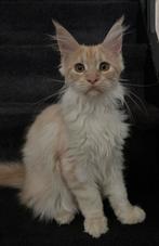 Licht rode en creme kleurige Maincoon kittens, Dieren en Toebehoren, Meerdere dieren, Gechipt, 0 tot 2 jaar