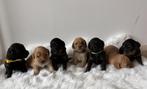 Te koop labradoodle pups, Parvo, 8 tot 15 weken, Meerdere, Meerdere dieren