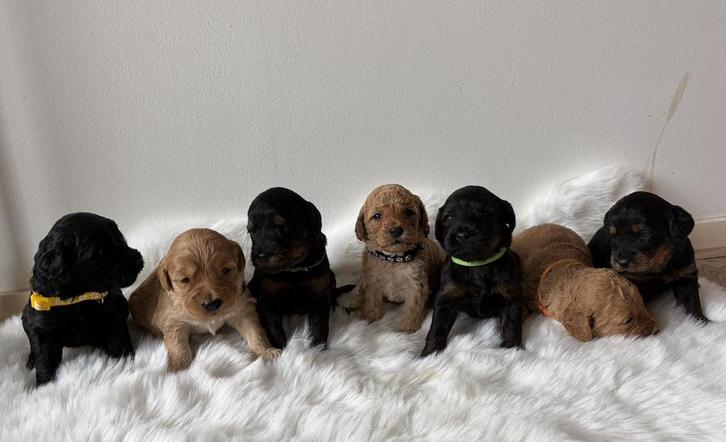 Te koop labradoodle pups, Dieren en Toebehoren, Honden | Niet-rashonden, Middel, Meerdere dieren, Fokker | Hobbymatig, Meerdere