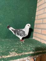 Sierduiven, Dieren en Toebehoren, Vogels | Duiven, Meerdere dieren, Overige soorten