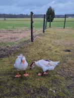 Trio super makke ganzen, Dieren en Toebehoren, Meerdere dieren, Gans of Zwaan
