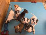 Puppy's kruising, Rabiës (hondsdolheid), 8 tot 15 weken, Meerdere, Meerdere dieren