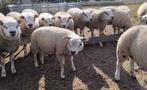 Dekrammen, Dieren en Toebehoren, Schapen, Geiten en Varkens, Schaap
