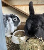 GRATIS, 2 lieve konijnen, Dieren en Toebehoren, Konijnen, Vrouwelijk, 3 tot 5 jaar