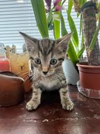Lieve kitten te koop, Dieren en Toebehoren, Poes