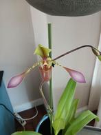 Paphiopedilum lowii orchidee, Ophalen of Verzenden, Overige soorten, Minder dan 100 cm