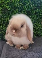 Mooi raszuiver mini lop konijntje, Dieren en Toebehoren, Konijnen, Mannelijk, Klein, Hangoor, 0 tot 2 jaar