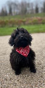 Schnoodle pup, Dieren en Toebehoren, Honden | Chihuahua's en Gezelschapshonden, Rabiës (hondsdolheid), 15 weken tot 1 jaar, Eén hond