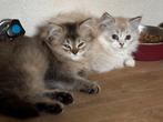 3 mooie kittens britse langhaar x Ragdoll, Dieren en Toebehoren, Meerdere dieren, Ontwormd, 0 tot 2 jaar