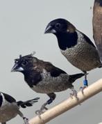 Molukse bronzeman met kuif, Dieren en Toebehoren, Vogels | Overige Vogels, Meerdere dieren