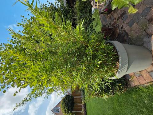 Bamboe (groot!), Tuin en Terras, Planten | Bomen, Overige soorten, Halfschaduw, Bloeit niet, Ophalen of Verzenden