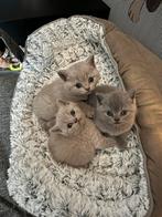 Britse korthaar kittens, Meerdere dieren, Ontwormd, 0 tot 2 jaar
