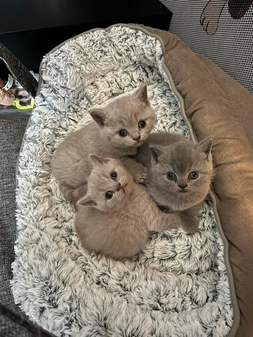 Britse korthaar kittens, Dieren en Toebehoren, Katten en Kittens | Raskatten | Korthaar, Meerdere dieren, 0 tot 2 jaar, Ontwormd
