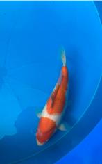 Kohaku momotaro, Dieren en Toebehoren, Vissen | Vijvervissen, Karper of Koi