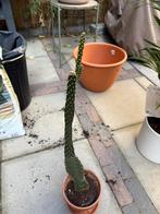 Cactus gratis af te halen, Ophalen, Cactus, Volle zon, Minder dan 100 cm