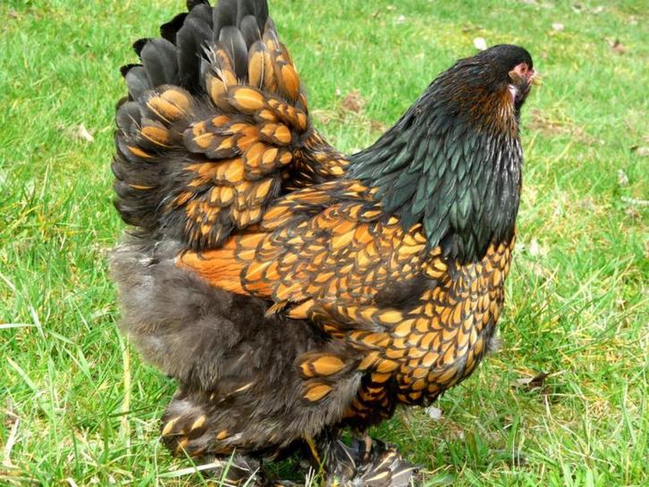 BRAHMA broedeieren goud zwart gezoomd 4€ mom gereserveerd, Dieren en Toebehoren, Pluimvee | Toebehoren, Nieuw, Overige typen, Verzenden