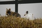 Jonge hangoordwerg konijnen | Kleine konijnen | Ingeënt, Dieren en Toebehoren, Konijnen, Meerdere dieren, Dwerg, 0 tot 2 jaar