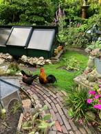 kippen, Dieren en Toebehoren, Mannelijk, Kip