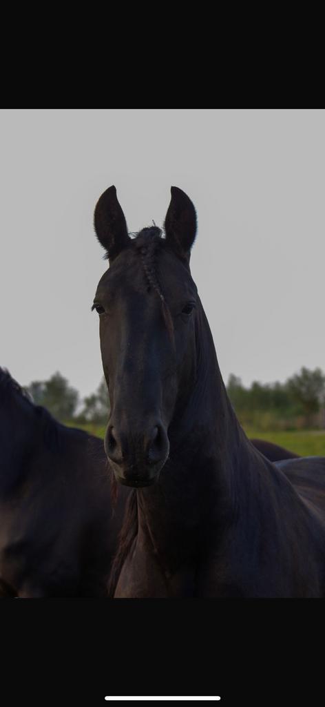 Te koop Friese merrie, Dieren en Toebehoren, Paarden, Merrie, Recreatiepaard
