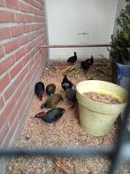 Koppel roul rouls en een haan, Dieren en Toebehoren, Vogels | Overige Vogels, Meerdere dieren, Geringd