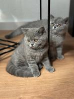 Britse korthaar kittens, Dieren en Toebehoren, Katten en Kittens | Overige Katten, Meerdere dieren, Kortharig, 0 tot 2 jaar
