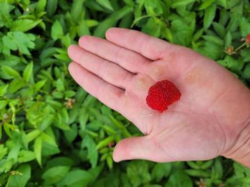 Aardbeiframboos, Rubus illecebrosus in pot! beschikbaar voor biedingen
