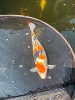 Diverse mooie grote koi karpers (50-75 cm), Dieren en Toebehoren, Vissen | Vijvervissen, Karper of Koi