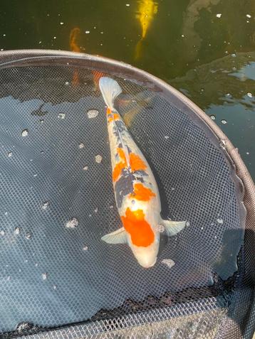 Diverse mooie grote koi karpers (50-75 cm) beschikbaar voor biedingen