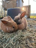 2 jonge konijnen mannetjes. 18 nov geboren, Dieren en Toebehoren, Mannelijk, Middelgroot, 0 tot 2 jaar