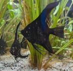 Maanvissen (Pterophyllum scalare), Vis