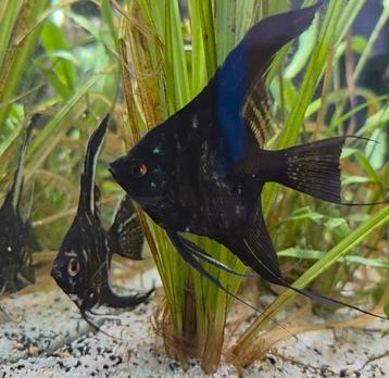 Maanvissen (Pterophyllum scalare)  beschikbaar voor biedingen