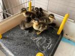 Te koop loopeend kuikens, Dieren en Toebehoren, Pluimvee, Geslacht onbekend, Eend