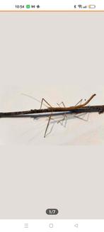 Wandelen takken en wandelende takken eitjes, Dieren en Toebehoren, Insecten en Spinnen, Wandelende tak