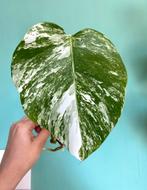 Topkwaliteit Gewortelde Witte Monstera Albo Variegata mint, Ophalen, Overige soorten, Minder dan 100 cm