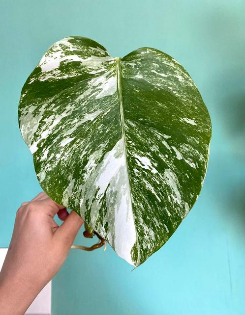 Topkwaliteit Gewortelde Witte Monstera Albo Variegata mint, Huis en Inrichting, Kamerplanten, Overige soorten, Minder dan 100 cm
