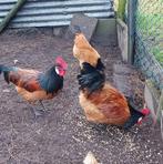 Vorwerk haan, Dieren en Toebehoren, Mannelijk, Kip
