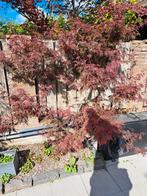 Japanse Esdoorn - Prachtige Sierboom, Tuin en Terras, Ophalen, Bloeit niet, Halfschaduw, Overige soorten